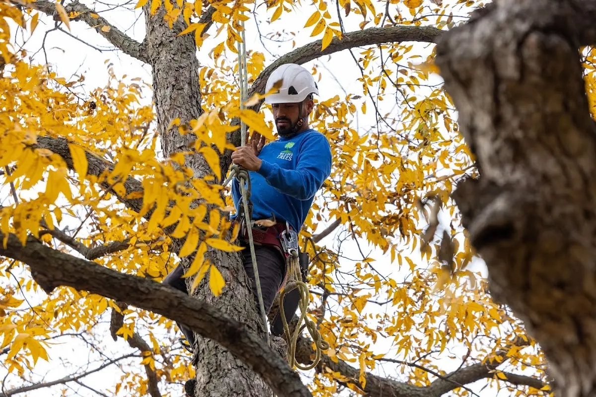 Skilled Dead Tree Removal crew working in Dayton